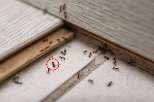 Best Pest Prevention Services  in Alpha, NJ