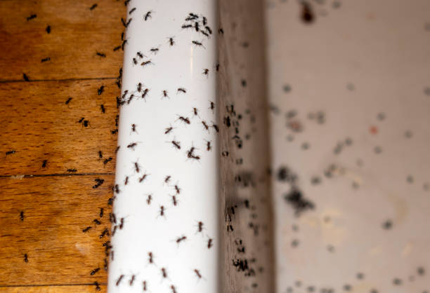 Best Mosquito Control Services  in Alpha, NJ