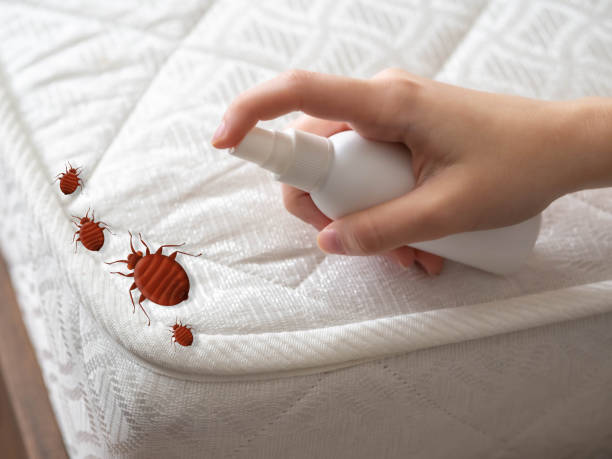 Best Insect Control  in Alpha, NJ